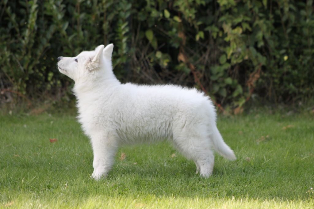 CH. Shiny little saphir Du Moulin De Beuvry