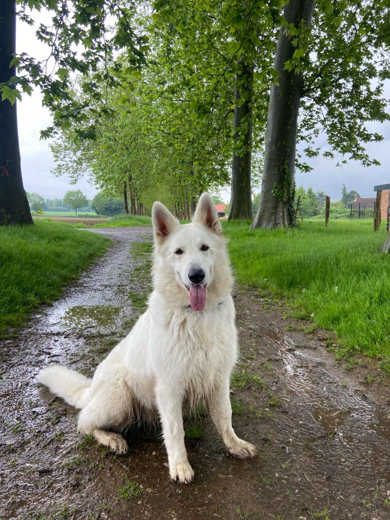 Ruby the perfect treasure Du Moulin De Beuvry