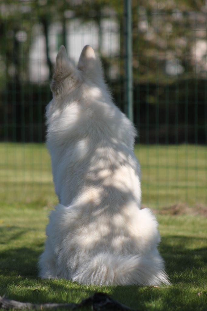 One little white wolf Du Moulin De Beuvry