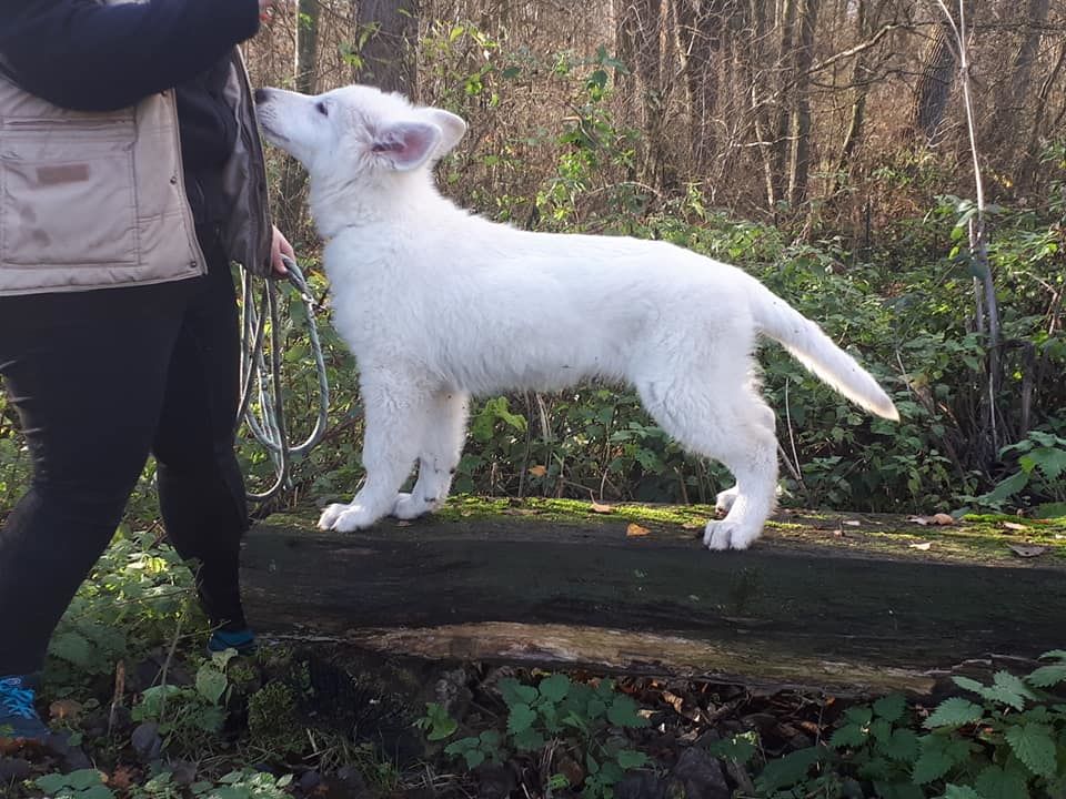 One little white wolf Du Moulin De Beuvry
