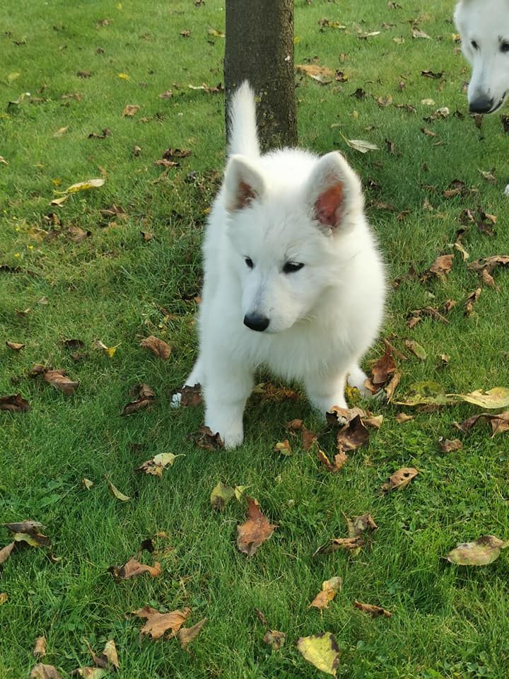 CH. Shiny little saphir Du Moulin De Beuvry