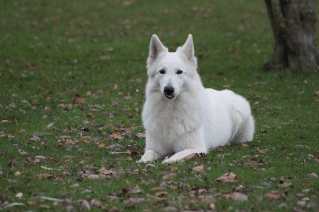 CH. Shiny little saphir Du Moulin De Beuvry