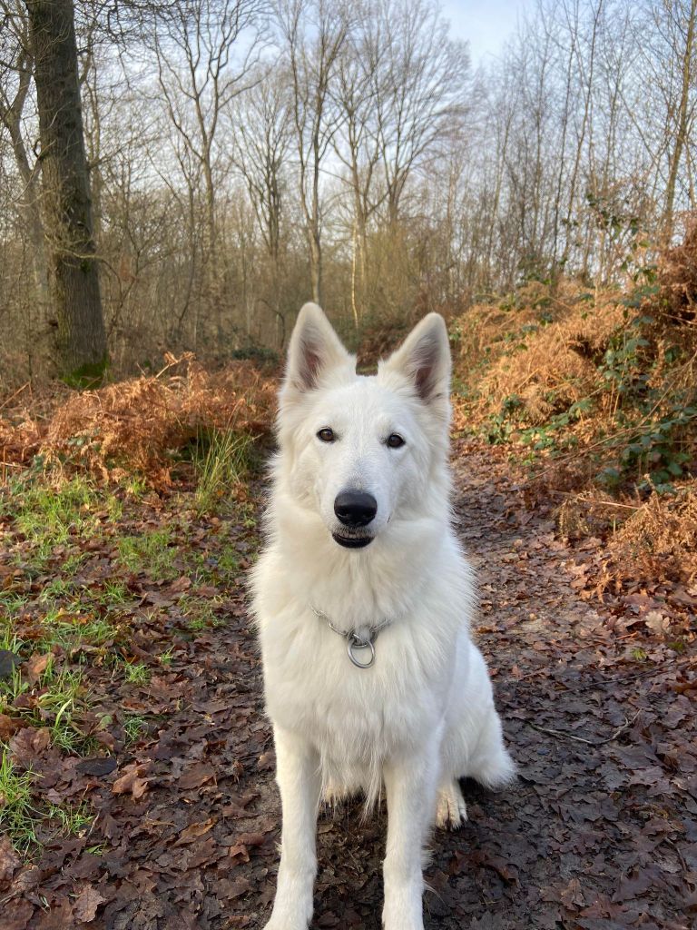 CH. Shiny little saphir Du Moulin De Beuvry