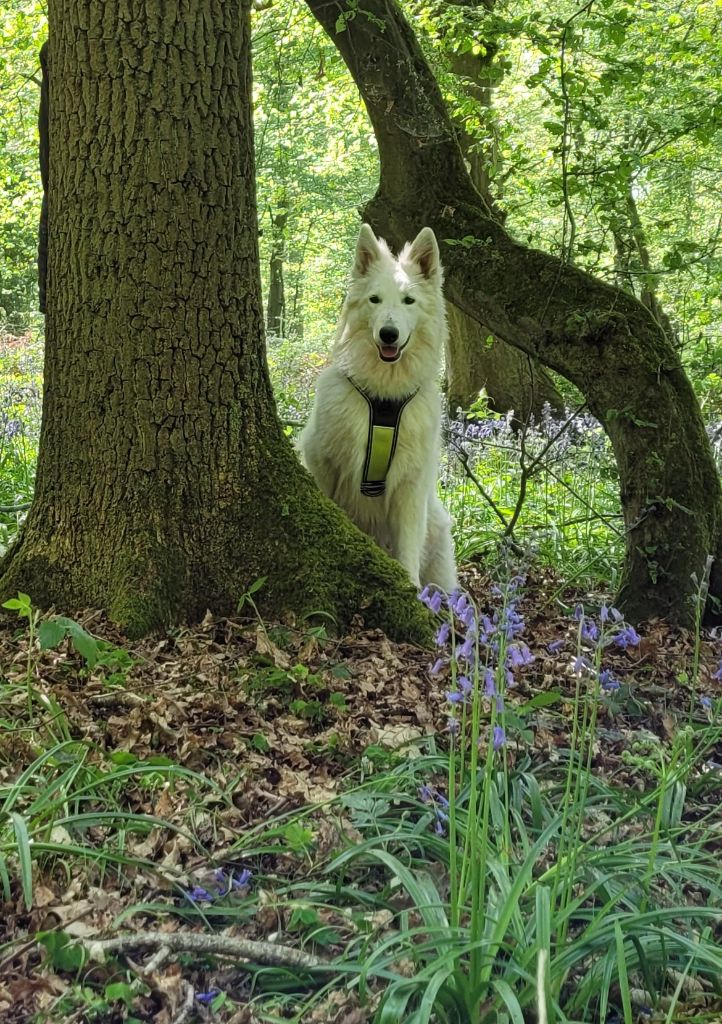 CH. Shiny little saphir Du Moulin De Beuvry