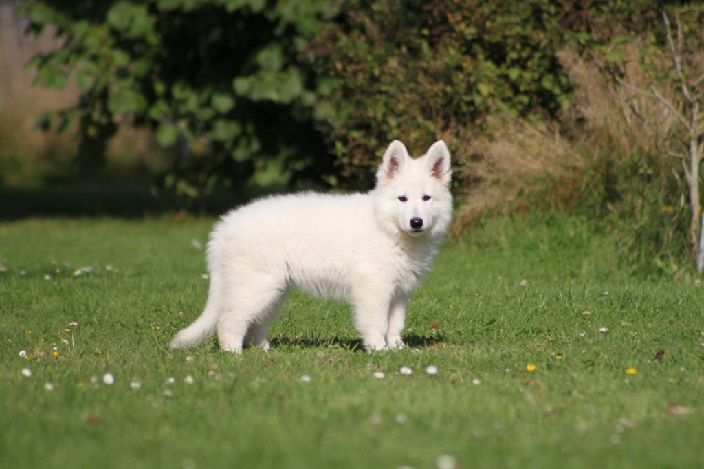 CH. Shiny little saphir Du Moulin De Beuvry