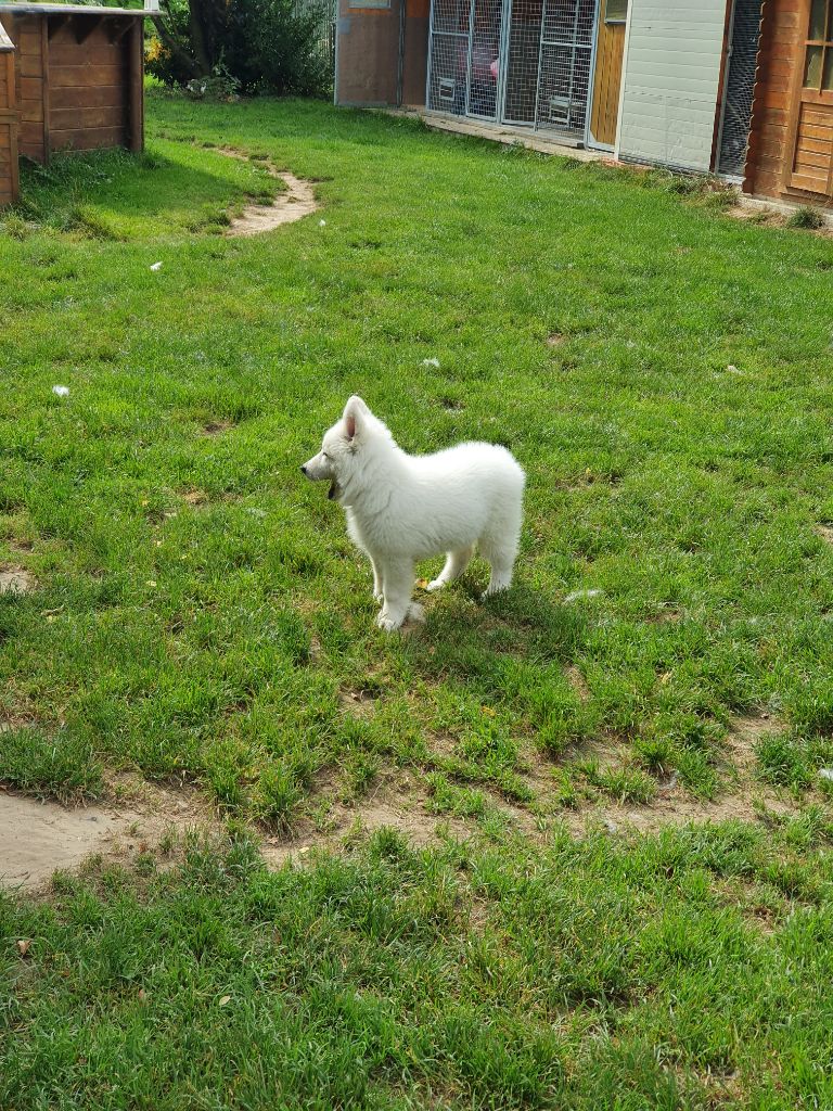 CH. Shiny little saphir Du Moulin De Beuvry