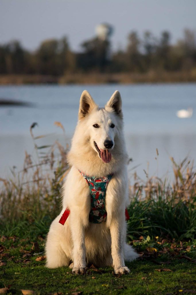 CH. Shiny little saphir Du Moulin De Beuvry