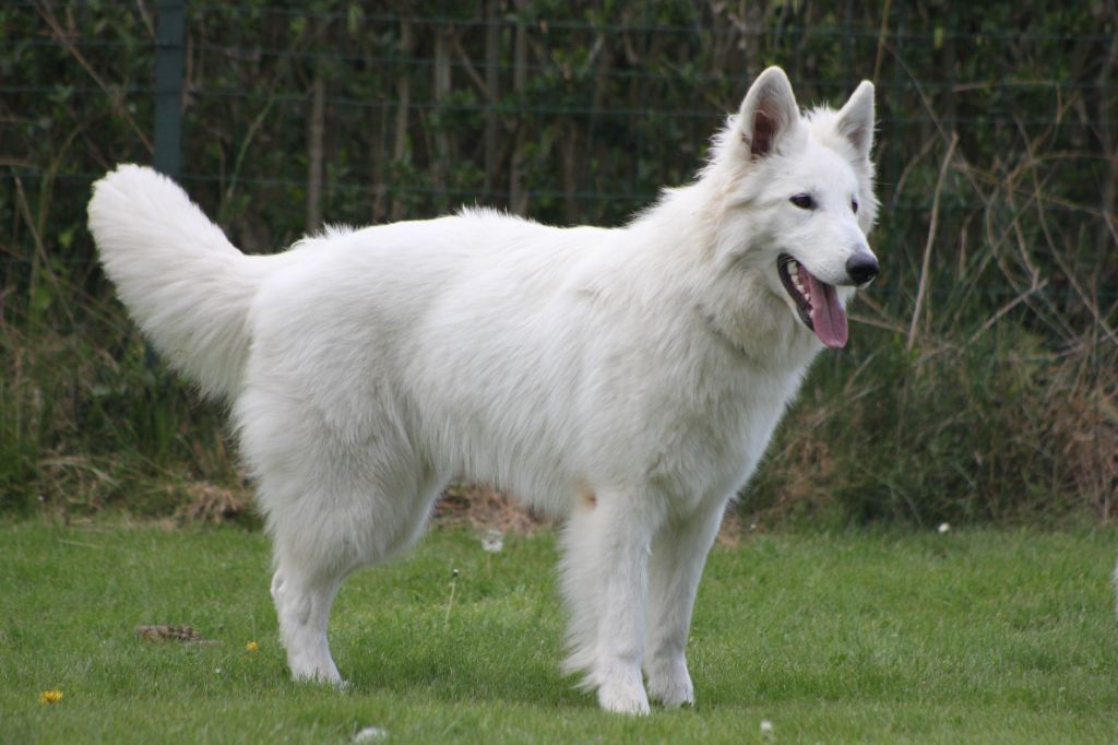 CH. Shiny little saphir Du Moulin De Beuvry