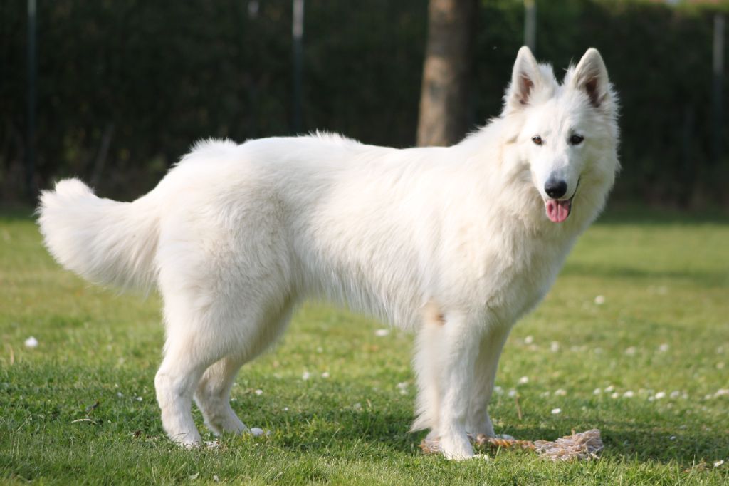 CH. Shiny little saphir Du Moulin De Beuvry