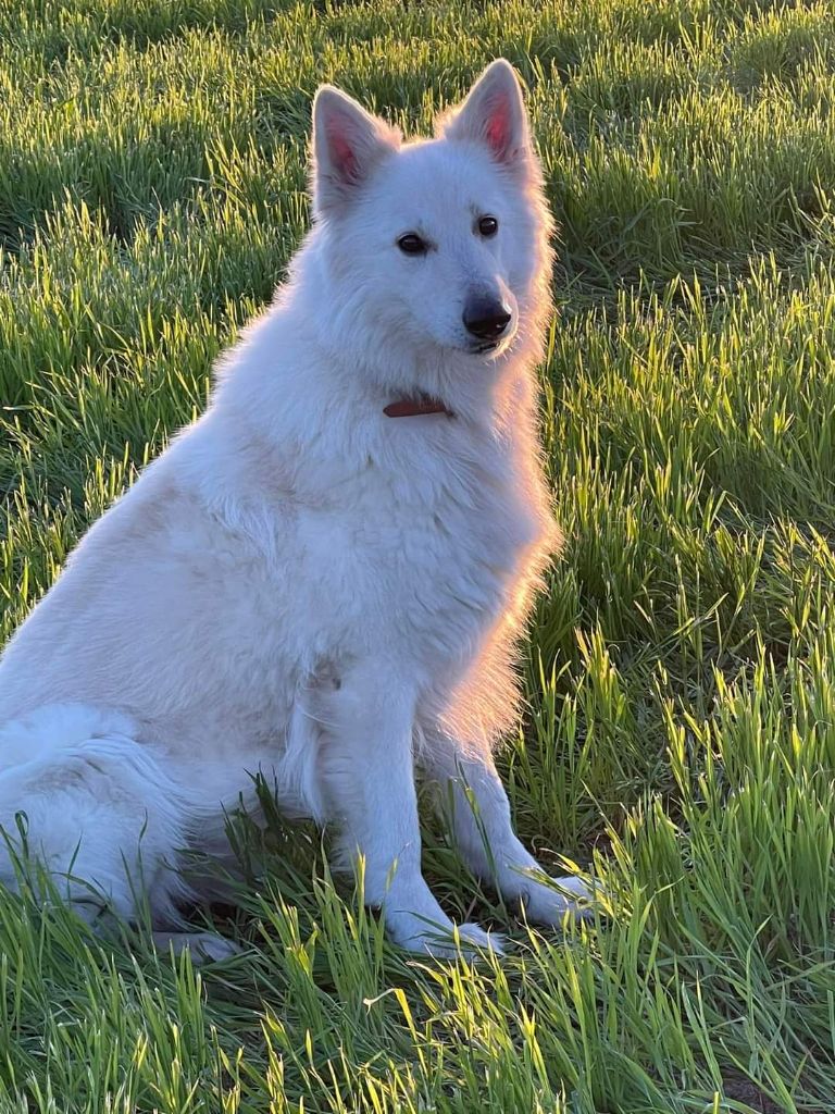 Neo lefko lykos Du Moulin De Beuvry