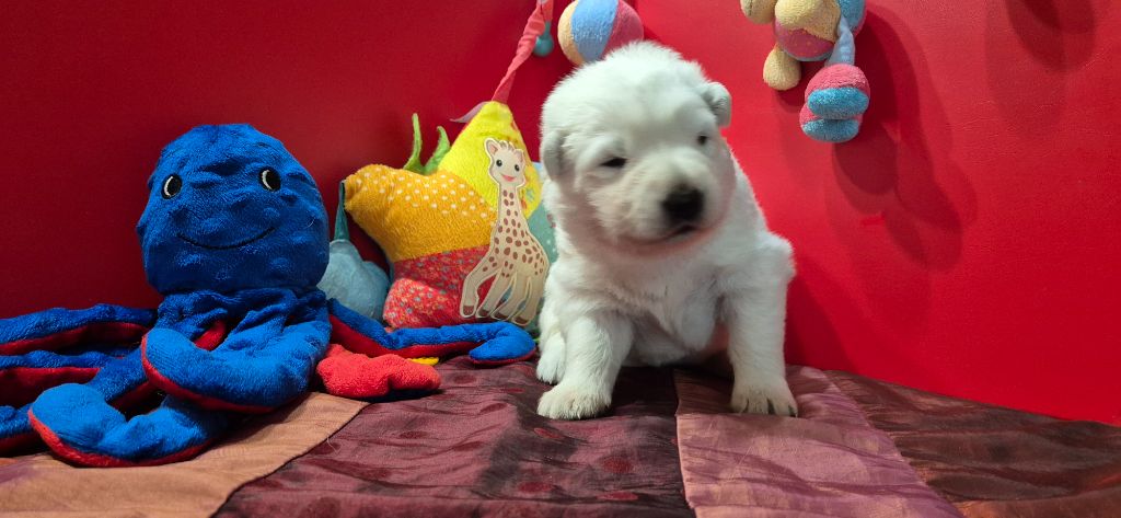 Du Moulin De Beuvry - Chiot disponible  - Berger Blanc Suisse