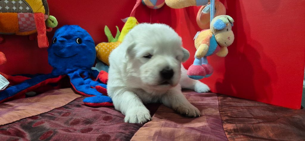 Du Moulin De Beuvry - Chiot disponible  - Berger Blanc Suisse