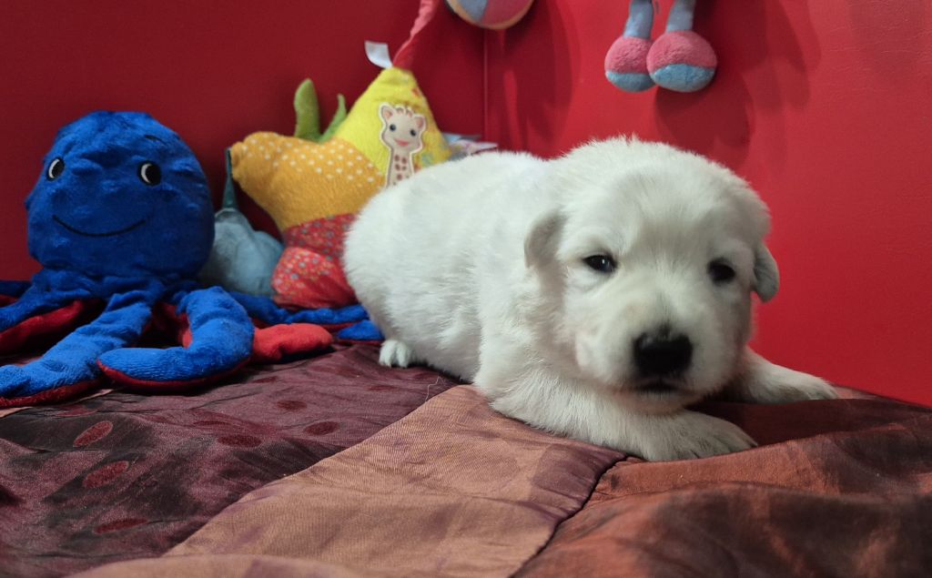 Du Moulin De Beuvry - Chiot disponible  - Berger Blanc Suisse