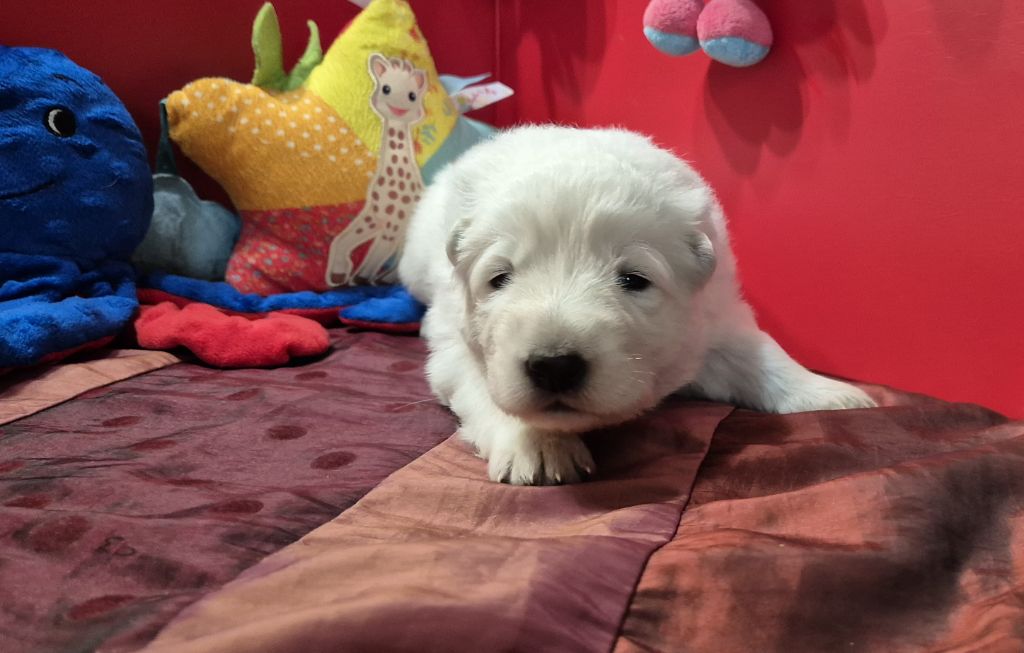 Du Moulin De Beuvry - Chiot disponible  - Berger Blanc Suisse