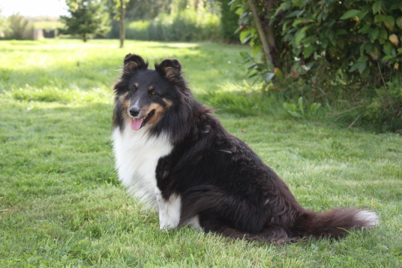 Easy black Des Fées Du Pays Noir