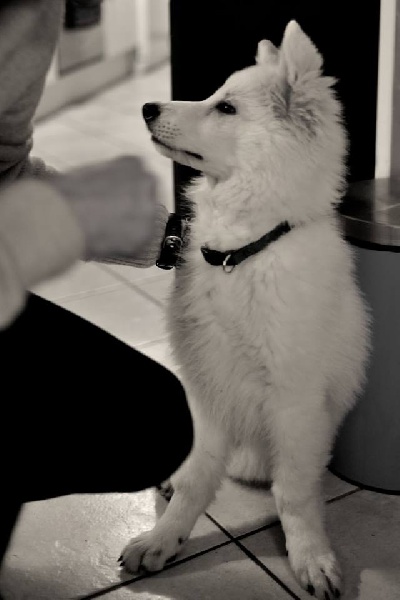 I'm nymeria Du Moulin De Beuvry