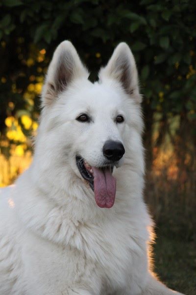 CH. Hatchi Du Moulin De Beuvry