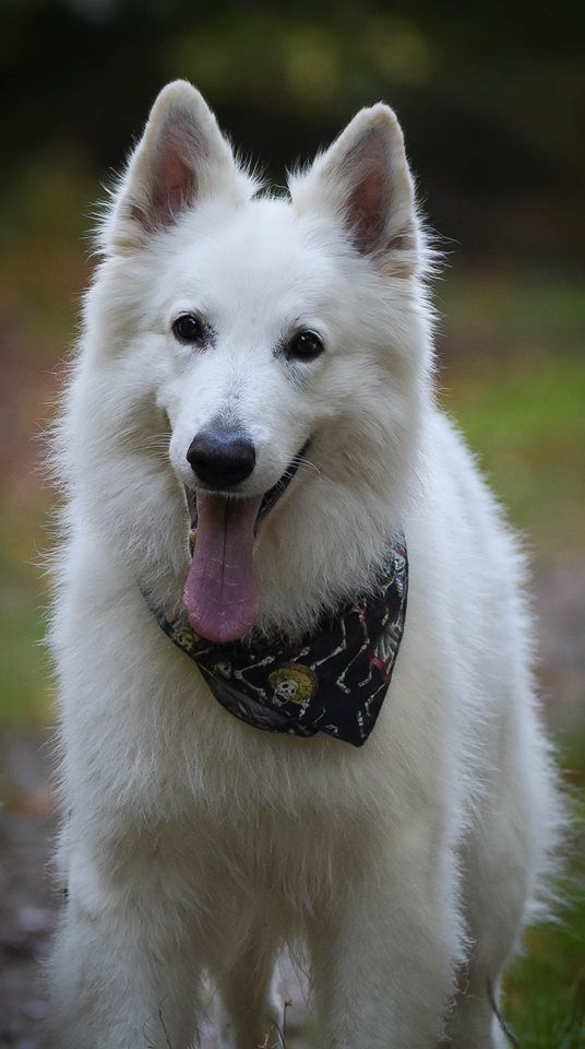 Falkor Du domaine de la combe noire