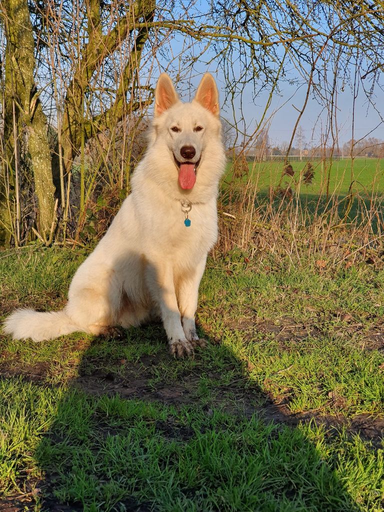 One little white wolf Du Moulin De Beuvry