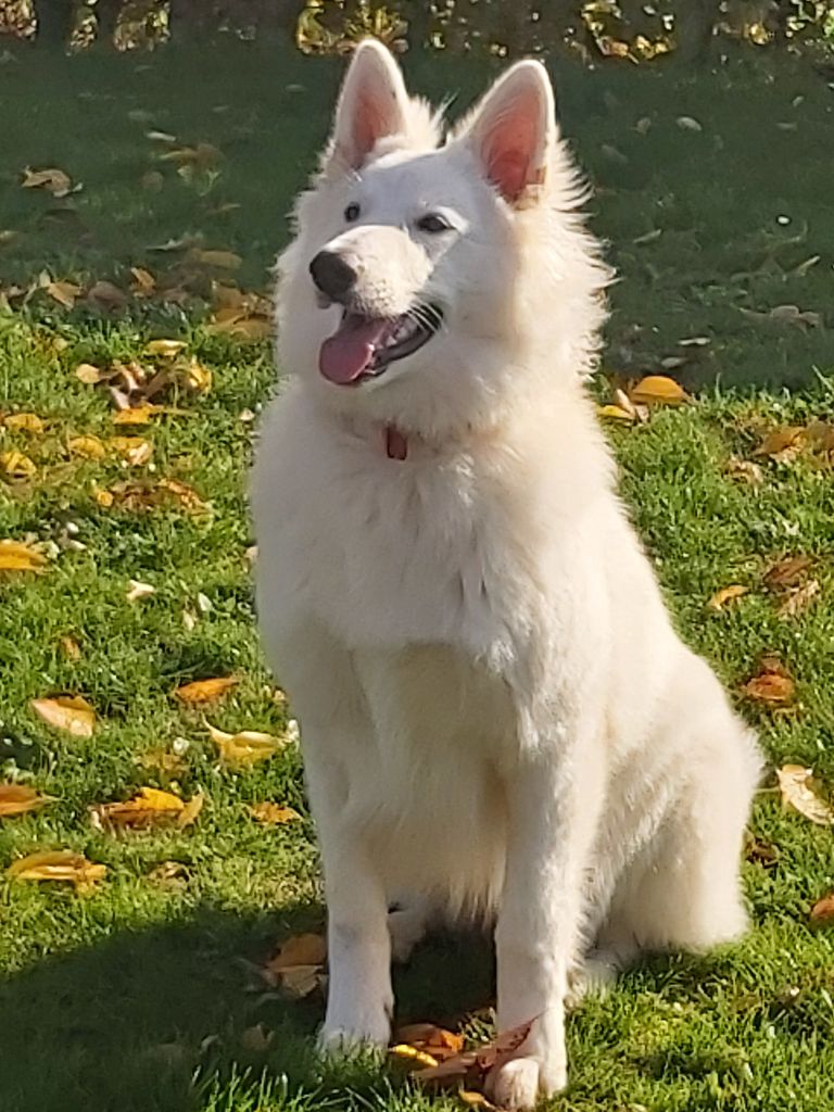 Roxie Du Moulin De Beuvry