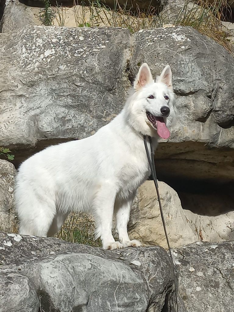 R'wolf Du Moulin De Beuvry