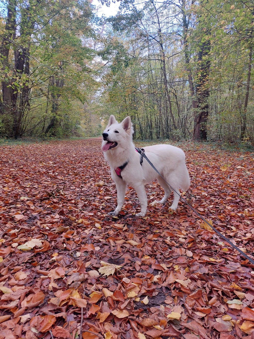 A moka Du Moulin De Beuvry