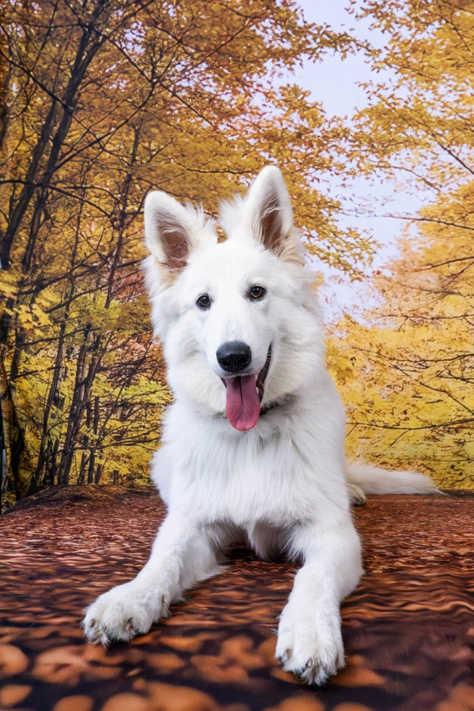 A skadi Du Moulin De Beuvry