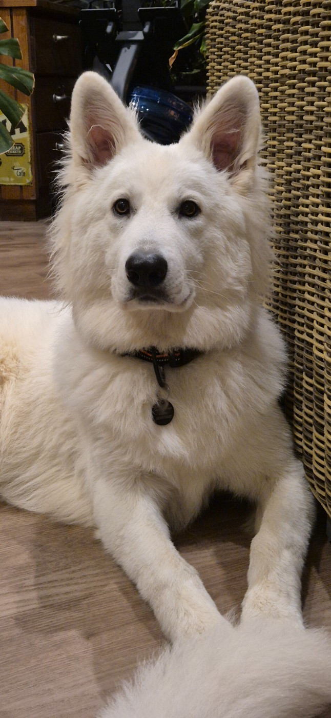 Apollo Du Moulin De Beuvry