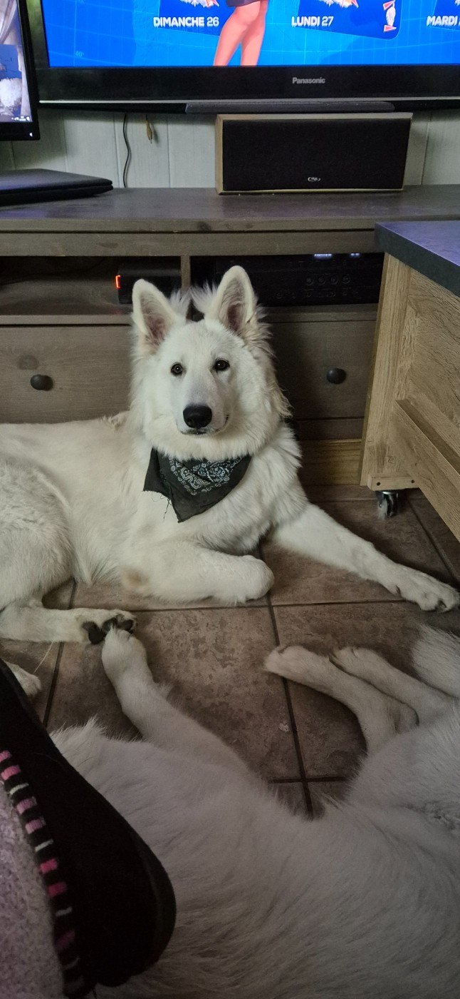 Ash Du Moulin De Beuvry