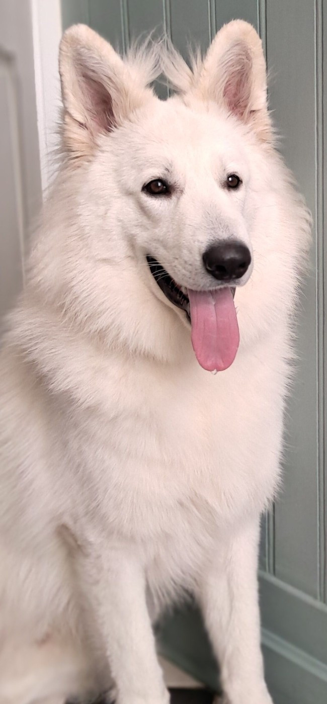 Arrow Du Moulin De Beuvry