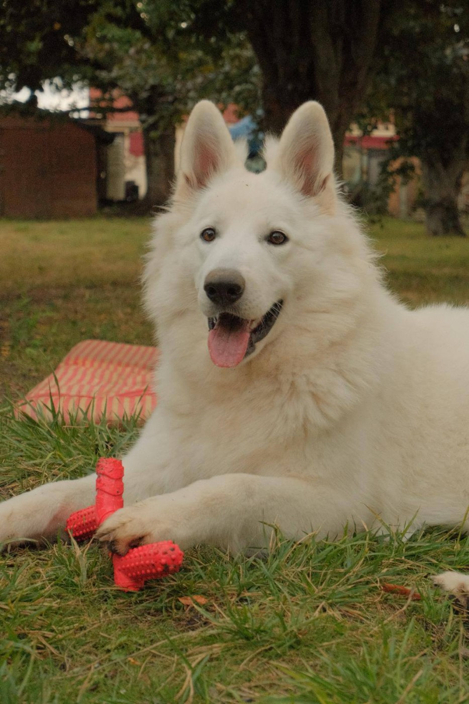 Venise Du Moulin De Beuvry