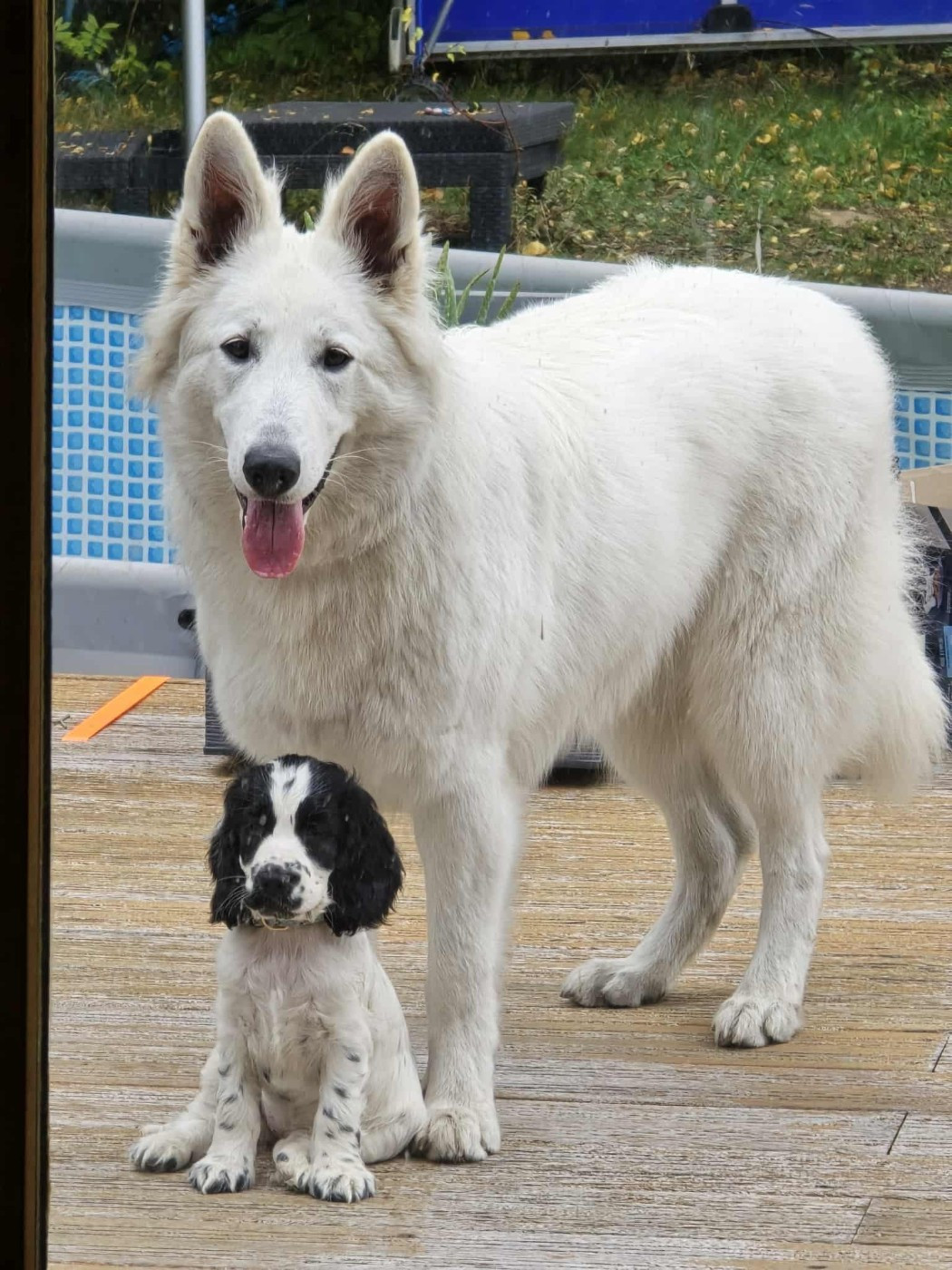 Vienna Du Moulin De Beuvry