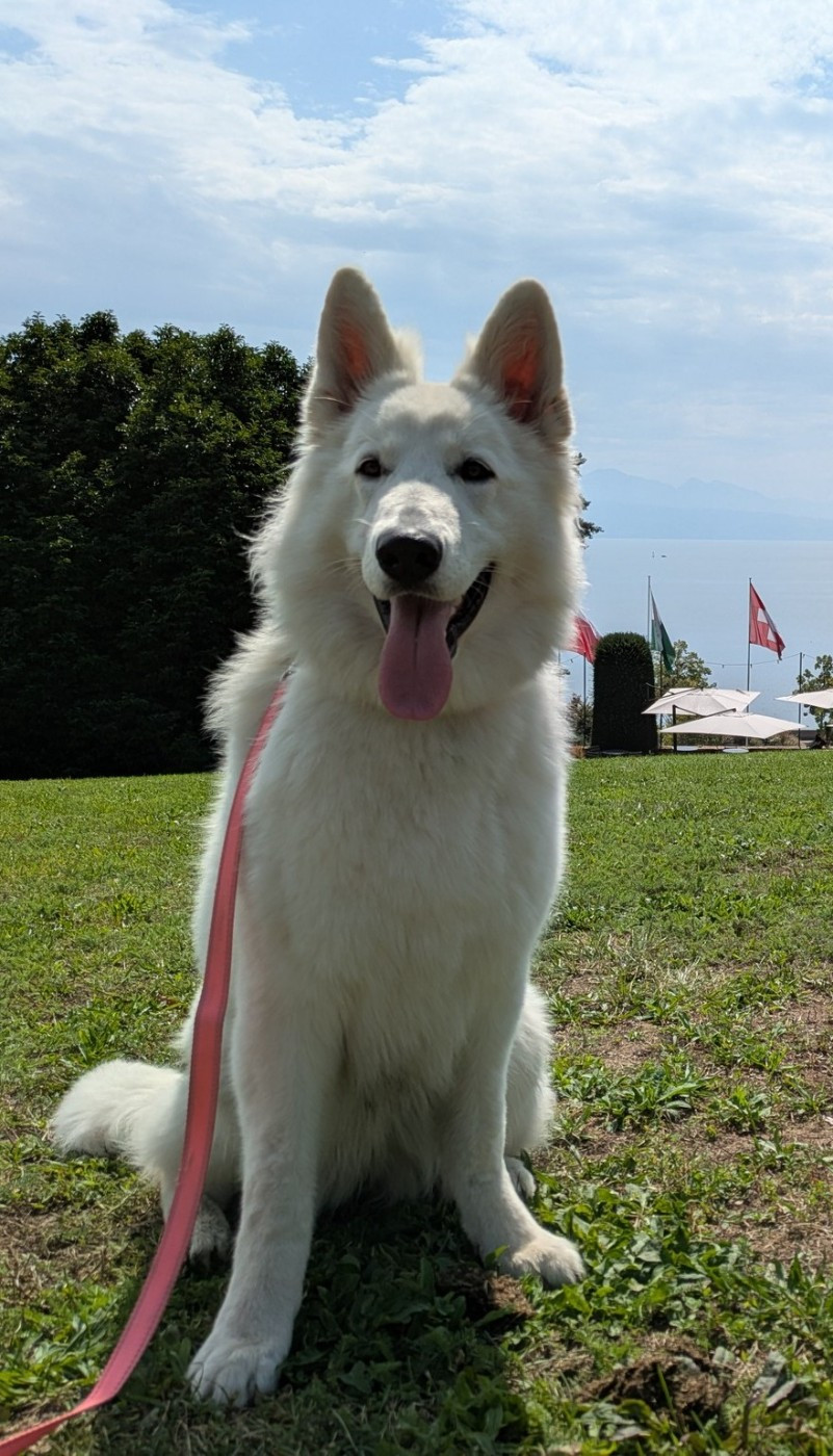 Vixie Du Moulin De Beuvry