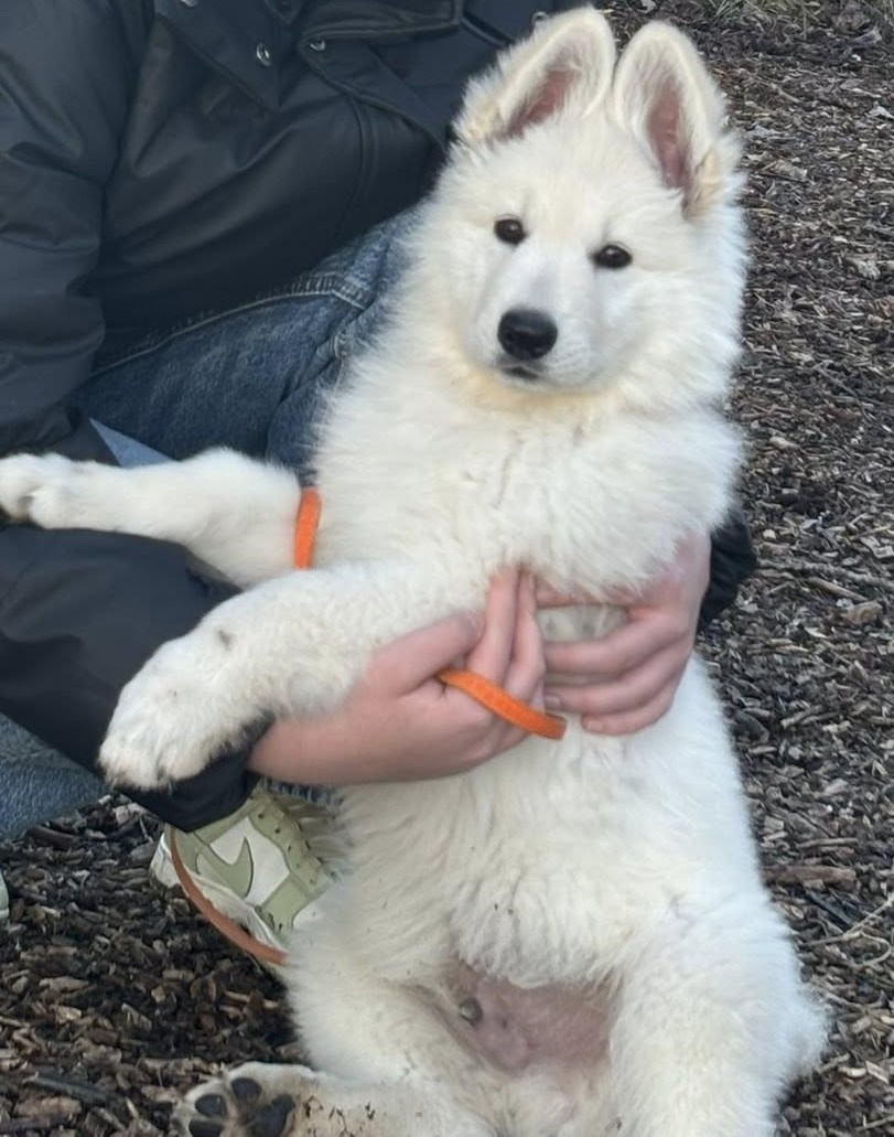 ARKO Du Moulin De Beuvry