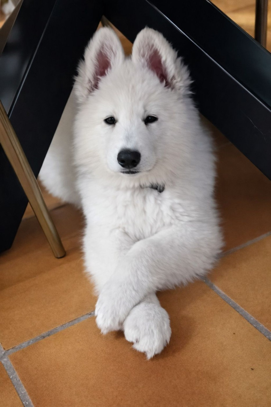 A SKOLL Du Moulin De Beuvry