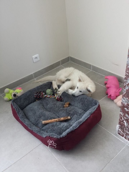 Nos chiots chez leurs nouveaux propriétaires portée 2014 ETNA/FALKOR