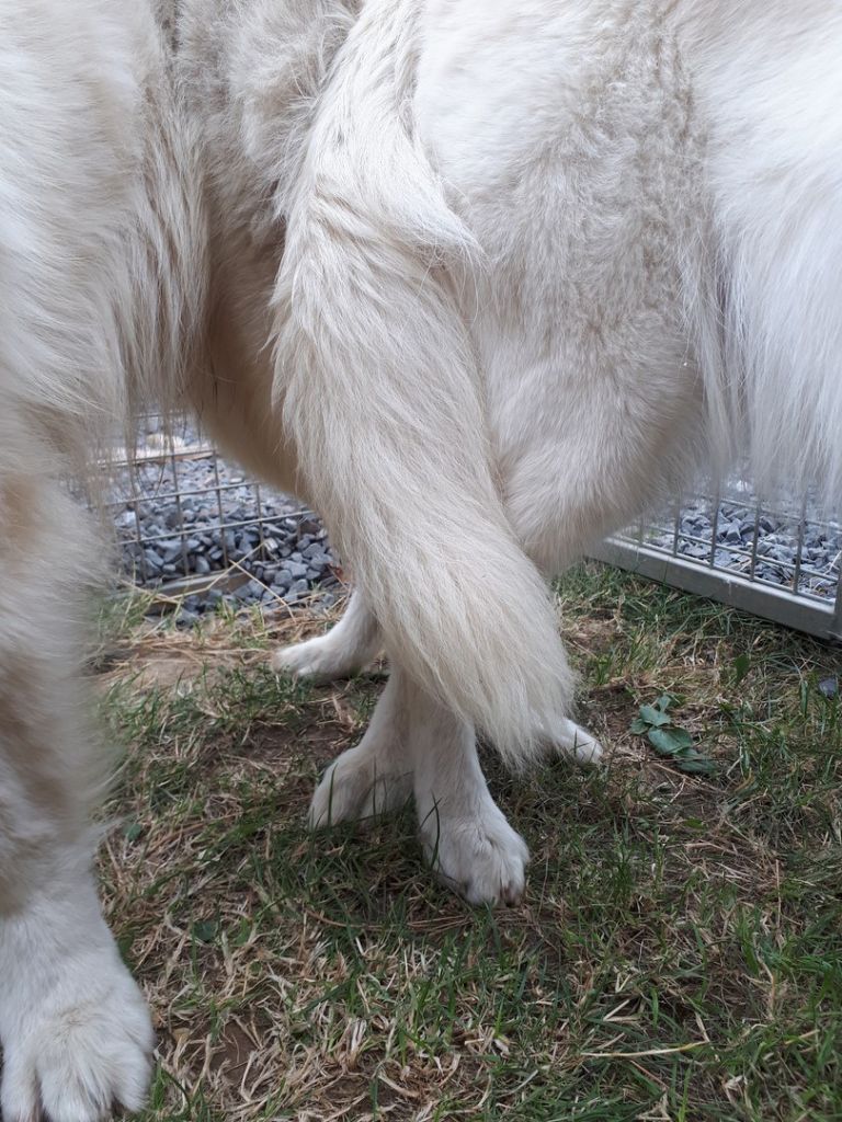 Evolution Bébés JET/FALKOR Nés le 26.9.19 naissances aux départs