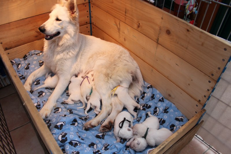 Portée 2012, ETNA et FALKOR 8 bébés nés le 7 février 2012
