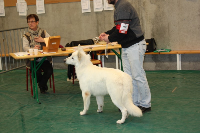 Exposition 2011,2012,2013 & 2014 : ambiance, nos chiens