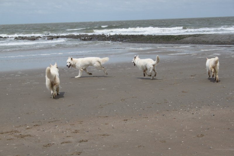 Nos bergers blancs à la mer, Blanckenbergue Juin 2013