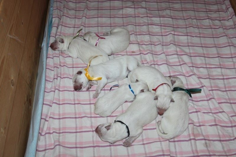 Bébés d'ETNA et FALKOR nés le 19 juillet 2014