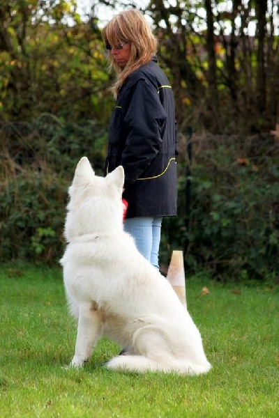 HATCHI Entrainements OBEISSANCE janvier 2015