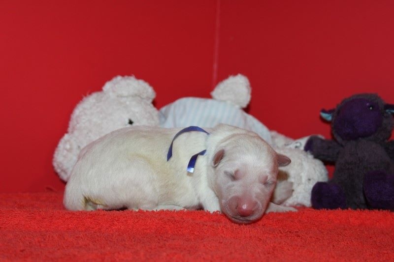 BEBES de HAÑA et CHEYENNE nés le 20.09.14