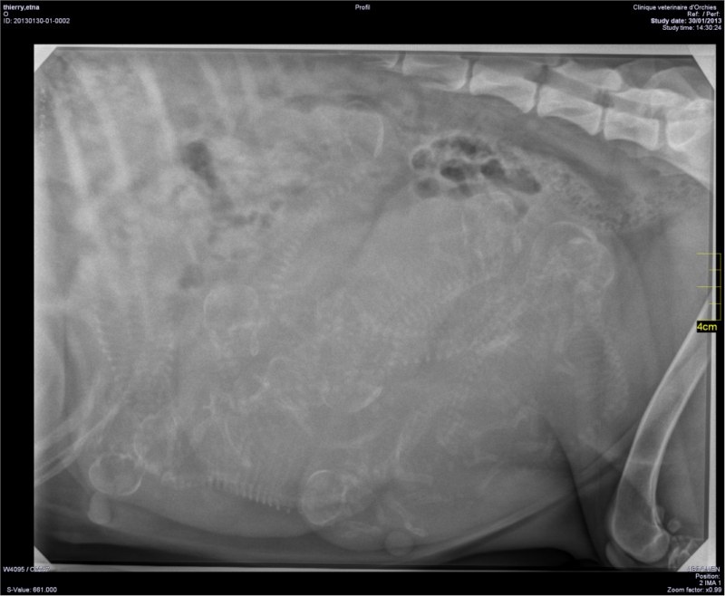 Portée 2013 entre ETNA et FALKOR, 10 bébés nés le 5.02.13