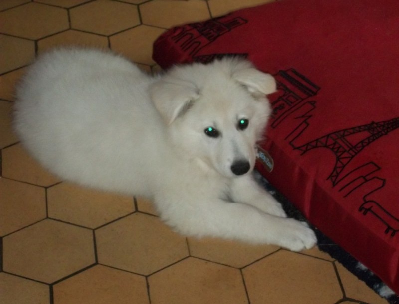 nos chiots chez leurs nouveaux propriétaires, portée 2013 (FALKOR/ETNA