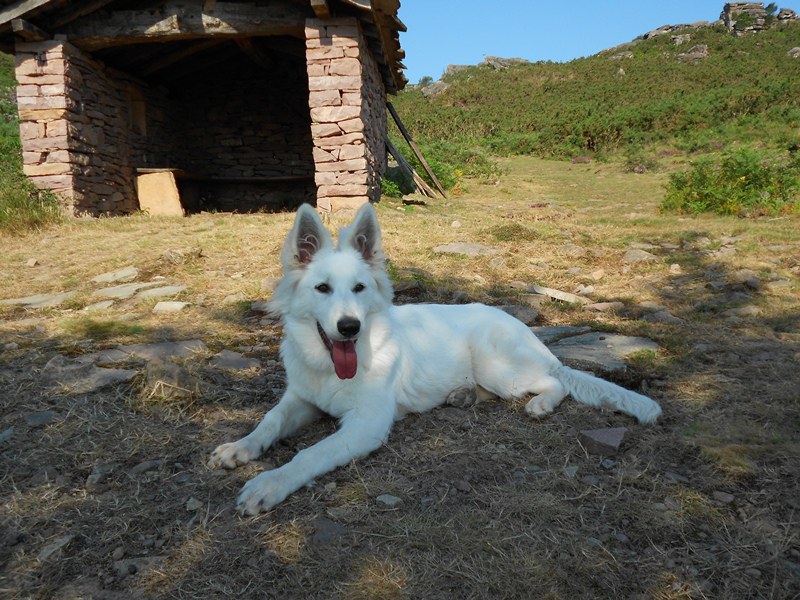 nos chiots chez leurs nouveaux proprietaires (portée 2012)