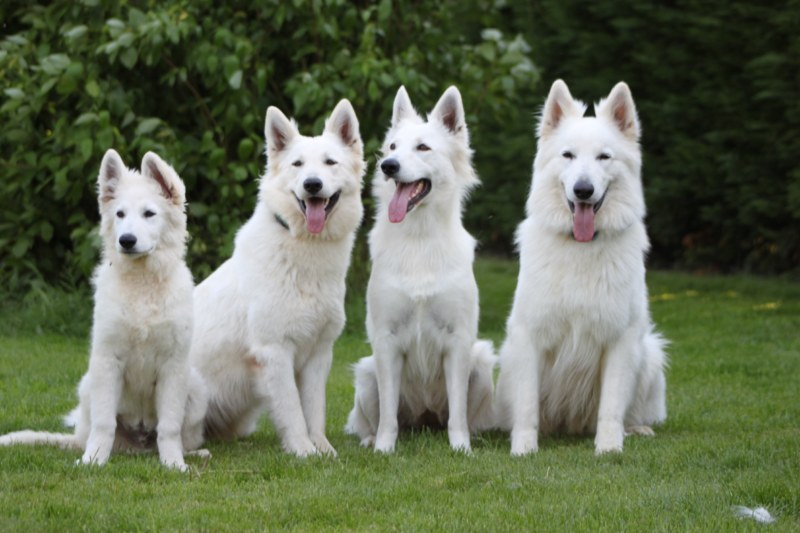 Nos chiens chez nous