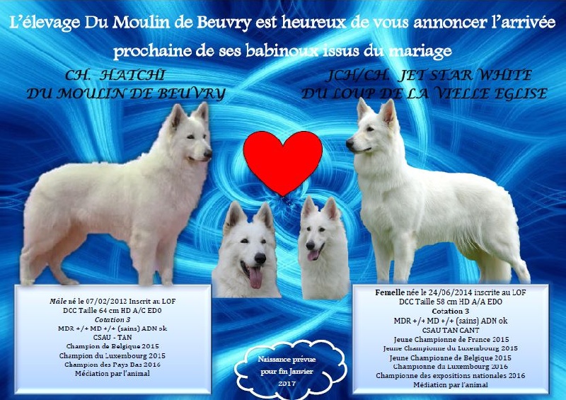 EVOLUTION CHIOTS JET/HATCHI NES LE 21.1.17 CHEZ NOUS