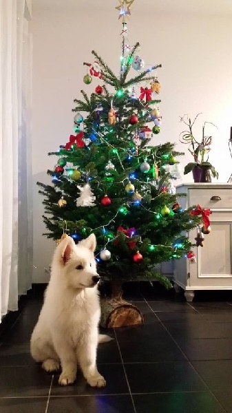 Nos chiots de HAÑA/CHEYENNE chez leurs nouveaux propriétaires