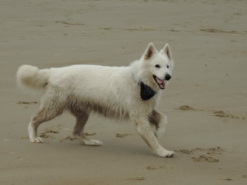 SORTIES A OYE PLAGE AVEC LES PROPRIETAIRES DE NOS CHIOTS LE 10.5.15